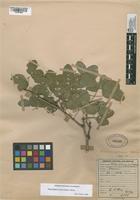 Filed as Pithecellobium dulce (Roxb.) Benth. [family FABACEAE]
