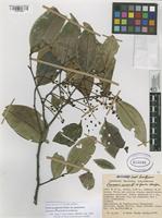 Filed as Prunus guanaiensis Rusby [family ROSACEAE]
