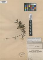 Filed as Schinus molle L. [family ANACARDIACEAE]