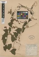 Filed as Antigonon leptopus Hook. & Arn. [family POLYGONACEAE]