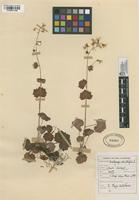 Filed as Saxifraga rotundifolia Linnaeus, Carl von [family SAXIFRAGACEAE]