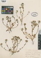 Filed as Cochlearia officinalis L. [family BRASSICACEAE]