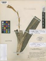 Isotype of Pseudaechmea ambigua L.B. Sm. & Read [family BROMELIACEAE]