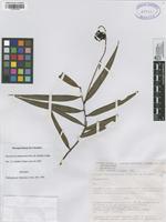Isotype of Marcgravia yukunarum Picca & Gir.-Caas [family MARCGRAVIACEAE]