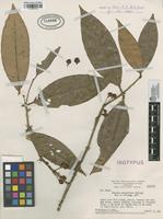 Isotype of Eugenia griseiflora McVaugh [family MYRTACEAE]