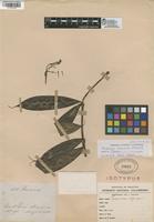 Isotype of Faramea macrura Standl. [family RUBIACEAE]