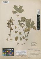 Filed as Pithecellobium roseum (Vahl) Barneby & J.W. Grimes var. roseum [family FABACEAE]