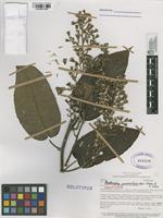 Holotype of Pentacalia guanentana Rodr.-Cabeza & S.Díaz [family ASTERACEAE]