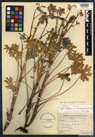 Holotype of Delphinium hutchinsoniae Ewan [family RANUNCULACEAE]