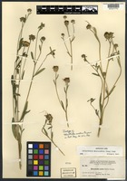 Isotype of Helianthella scabra Payson [family ASTERACEAE]