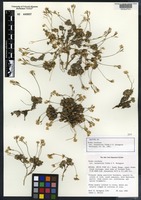Isotype of Draba oreibata Macbr. & Payson var. serpentina Tiehm & P. K. Holmgren [family BRASSICACEAE]