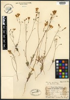Isotype of Gilia cana (M. E. Jones ) A. Heller ssp. speciformis A. D. Grant & V. E. Grant [family POLEMONIACEAE]