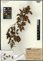 Isotype? of Serjania meridionalis Griseb. var. cuezzoi F. A. Barkley [family SAPINDACEAE]