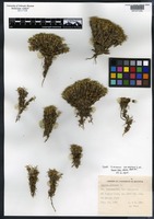 Holotype of Silene acaulis (L.) Jacq. ssp. arctica Á. Löve & D. Löve [family CARYOPHYLLACEAE]