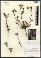 Isotype of Phacelia crenulata Torr. in Wats. var. angustifolia N. D. Atwood [family BORAGINACEAE]