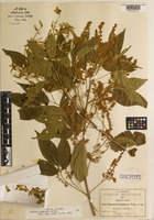 Isotype of Thouinia acuminata S. Watson [family SAPINDACEAE]