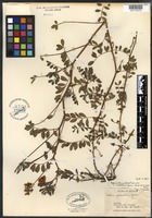 Holotype of Lotus madrensis M. E. Jones [family FABACEAE]
