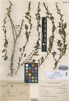 Holotype of Amaranthus kloosianus Hunz. [family AMARANTHACEAE]