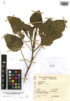 Datura inoxia Mill. [family SOLANACEAE]