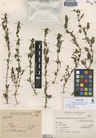 Holotype of Amaranthus kloosianus Hunz. [family AMARANTHACEAE]
