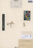 Isosyntype of Guilleminea gracilis R.E. Fr. [family AMARANTHACEAE]
