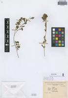Holotype of Amaranthus rosengurttii Hunz. [family AMARANTHACEAE]