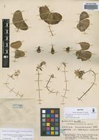 Isotype of Oxalis venturiana R. Knuth [family OXALIDACEAE]