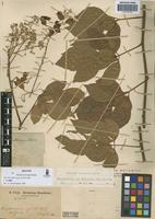 Isotype of Serjania inscripta Radlk. [family SAPINDACEAE]