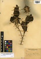 Datura inoxia Mill. [family SOLANACEAE]