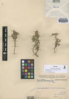 Isotype of Alternanthera cana Suess. [family AMARANTHACEAE]