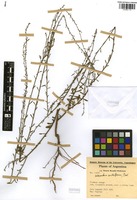 Melananthus multiflorus Carvalho [family SOLANACEAE]