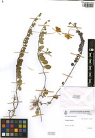 Nierembergia calycina Hook. [family SOLANACEAE]
