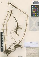Isotype of Aa achalensis Schltr. [family ORCHIDACEAE]