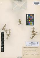 Isotype of Alternanthera cinerella Suess. [family AMARANTHACEAE]
