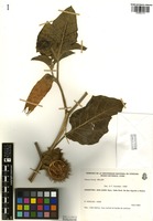 Datura inoxia Mill. [family SOLANACEAE]