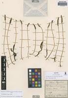 Isotype of Aa lorentzii Schltr. [family ORCHIDACEAE]