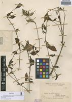 Isotype of Alternanthera kurtzii Pedersen [family AMARANTHACEAE]