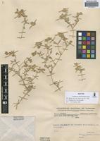 Isotype of Gomphrena cladotrichoides Suess. [family AMARANTHACEAE]