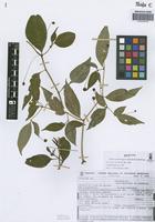 Isotype of Capsicum friburgense Bianch. & Barboza [family SOLANACEAE]