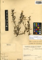 Petunia axillaris (Lam.) Britton, Stern & Poggenb. subsp. axillaris [family SOLANACEAE]