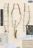 Isotype of Aa schickendantzii Schltr. [family ORCHIDACEAE]