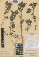 Holotype of Amaranthus lombardoi Hunz. [family AMARANTHACEAE]