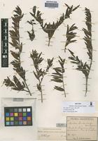 Monttea schickendantzii Griseb. [family PLANTAGINACEAE]