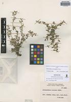 Isosyntype of Alternanthera lorentzii Suess. [family AMARANTHACEAE]
