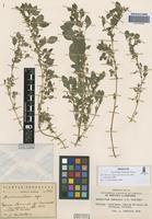 Paratype of Amaranthus lombardoi Hunz. [family AMARANTHACEAE]