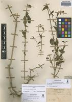 Isosyntype of Protoschwenkia mandonii Soler. [family SOLANACEAE]