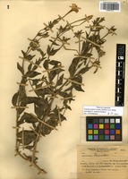 Petunia axillaris (Lam.) Britton, Stern & Poggenb. subsp. axillaris [family SOLANACEAE]