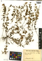 Nierembergia calycina Hook. [family SOLANACEAE]
