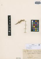 Isotype of Bulbophyllum megalonyx Rchb. f. [family ORCHIDACEAE]
