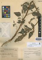 Holotype of Amaranthus cardenasianus Hunz. [family AMARANTHACEAE]
